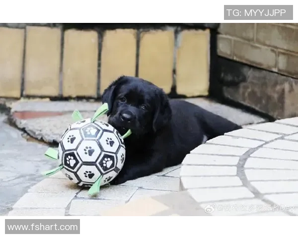 足球明星庇护的萌宠:你知道哪个球星的猫咪吗?